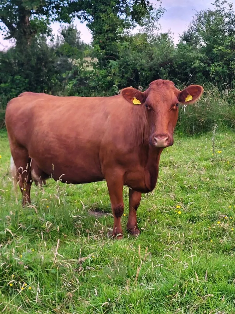 Elphin this evening Foster cow/Cull - Image 1