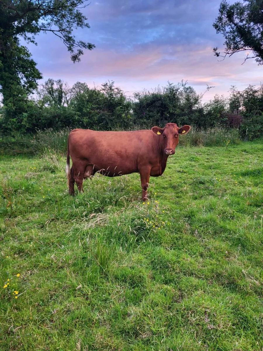 Elphin this evening Foster cow/Cull - Image 3