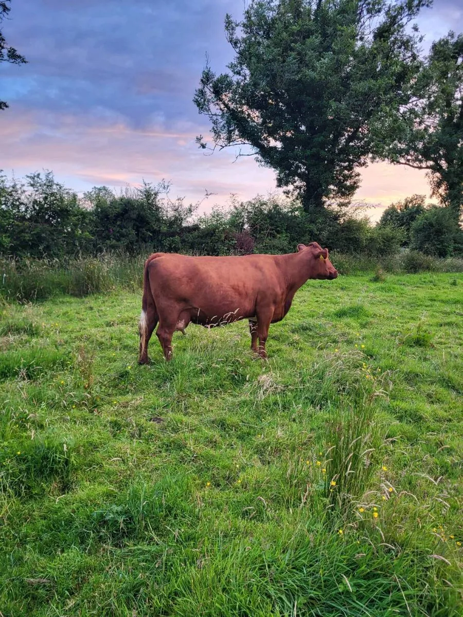 Elphin this evening Foster cow/Cull - Image 4