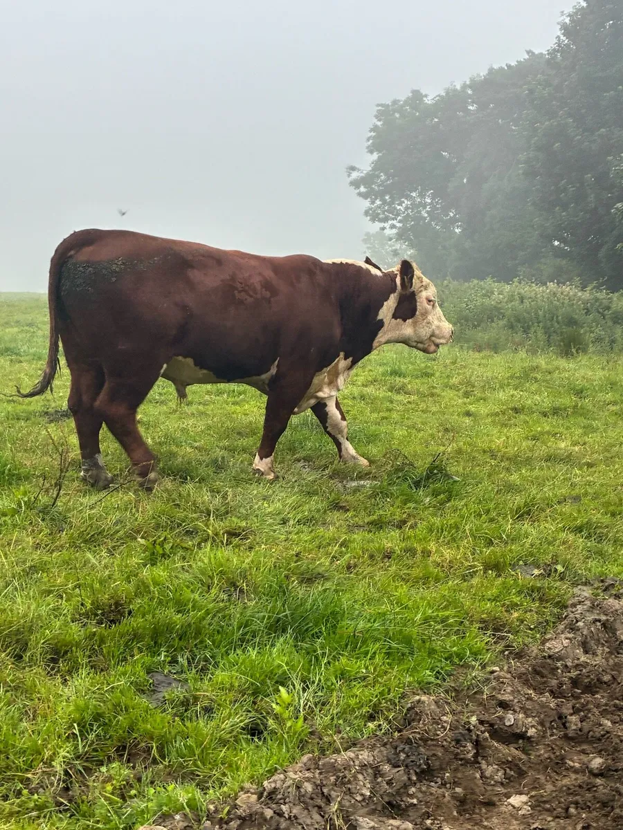 Bull - Image 1