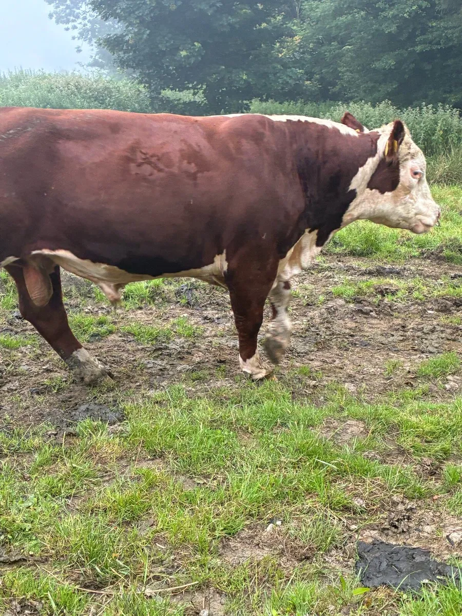 Bull - Image 2