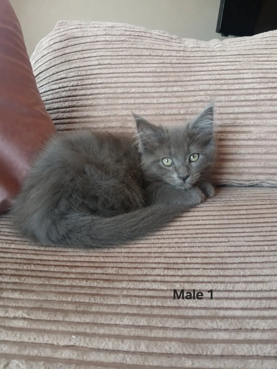 Maine coon kittens - Image 2
