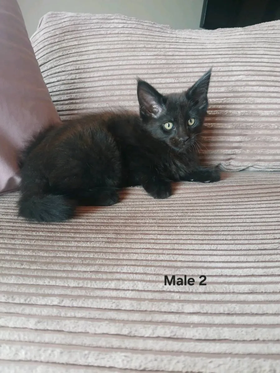 Maine coon kittens - Image 3