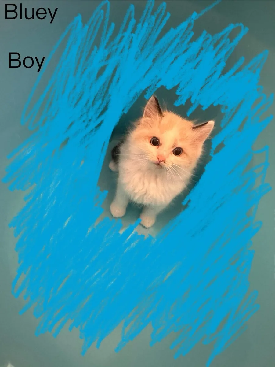 Ragdoll kittens - Image 4