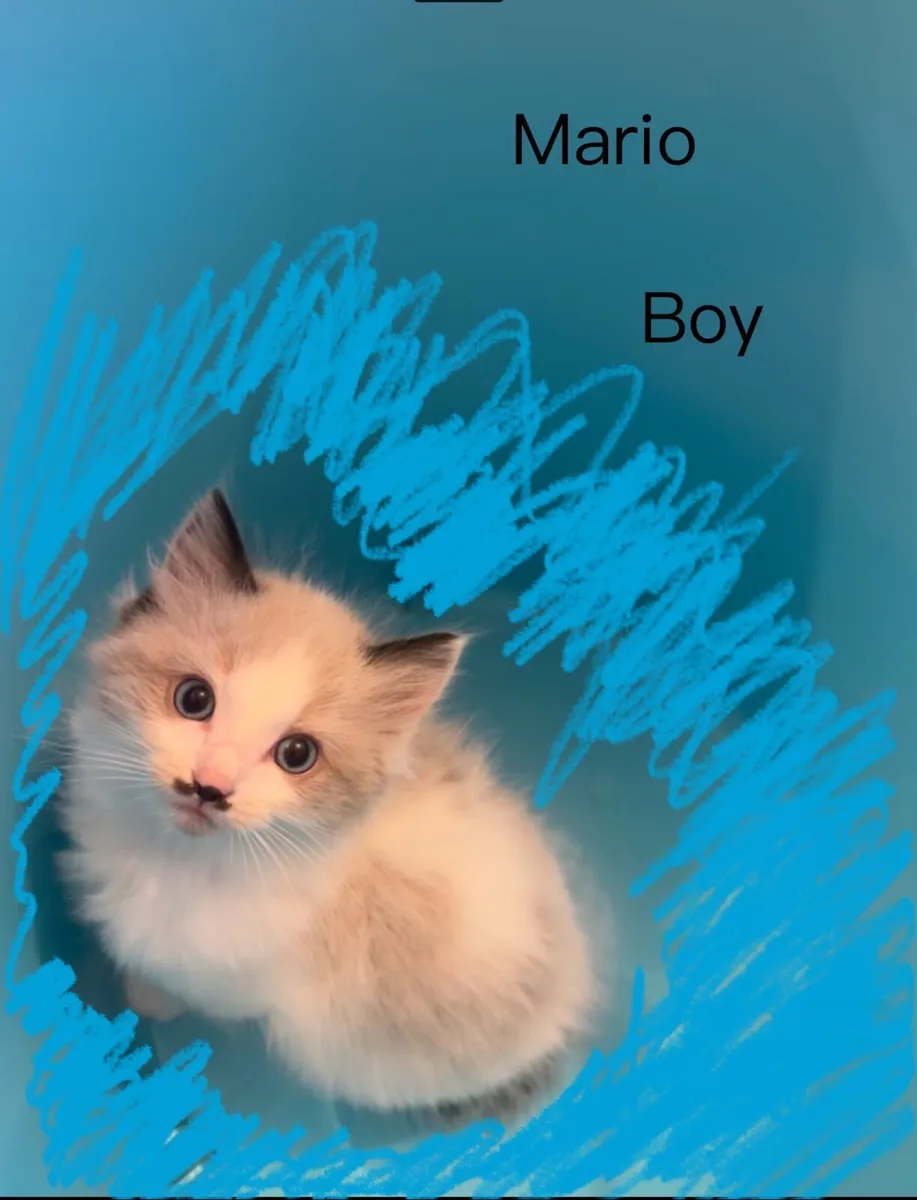 Ragdoll kittens - Image 3