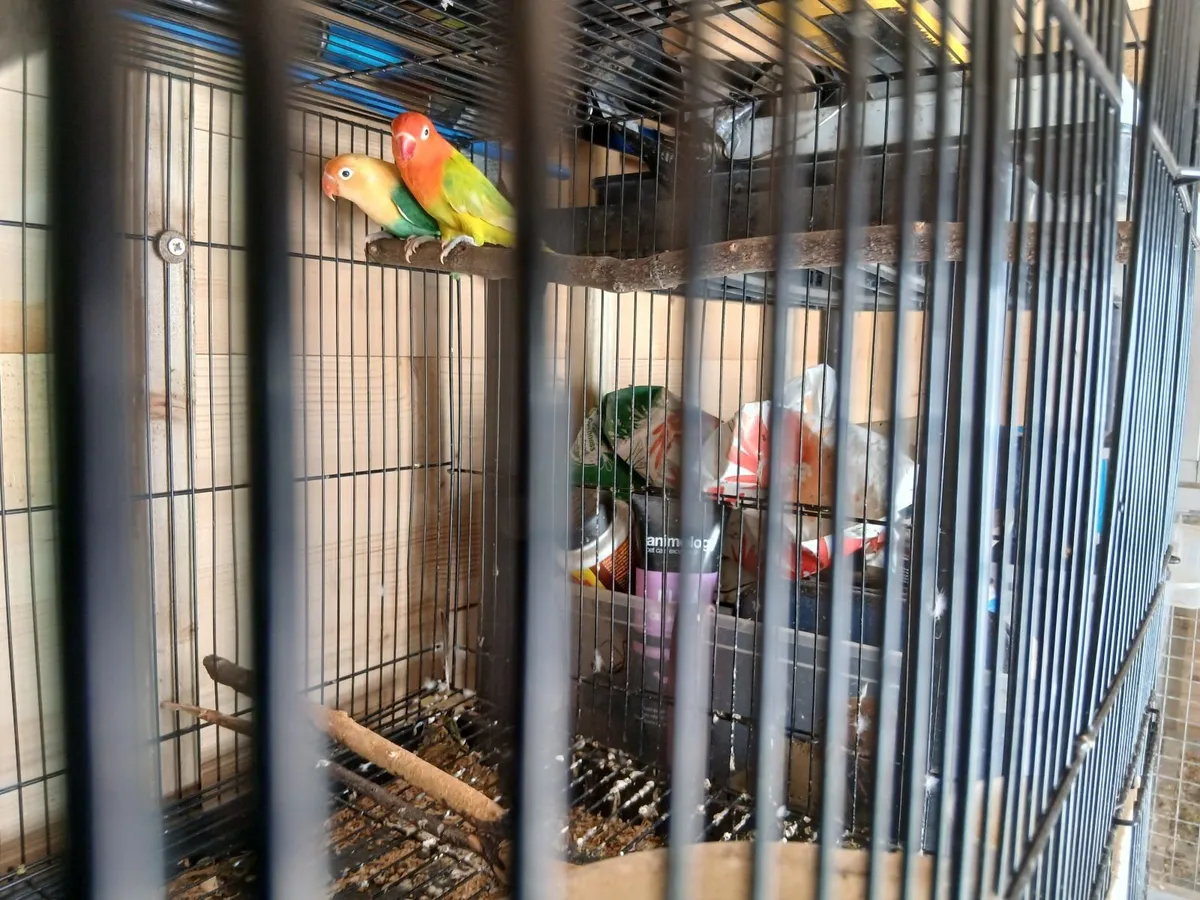 Lovebirds - Image 2