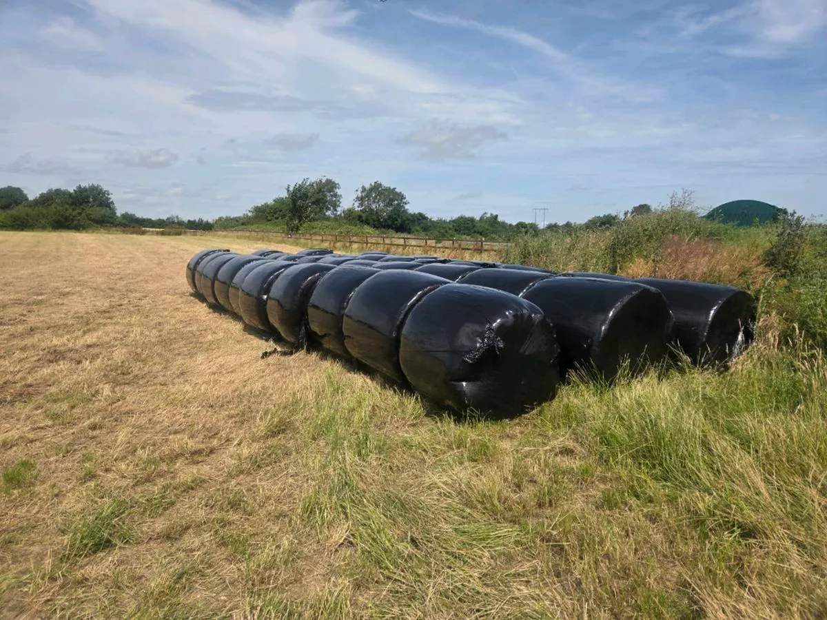 Organic silage - Image 3