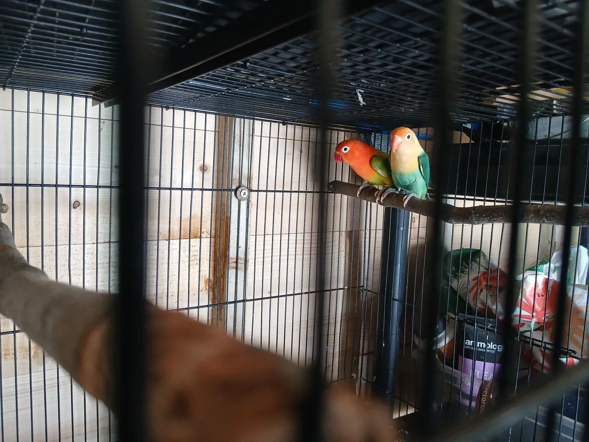 Lovebirds - Image 1