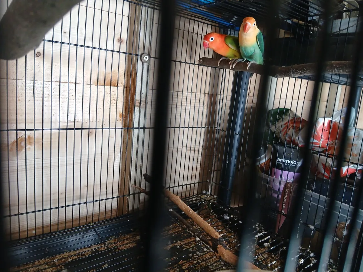 Lovebirds - Image 4