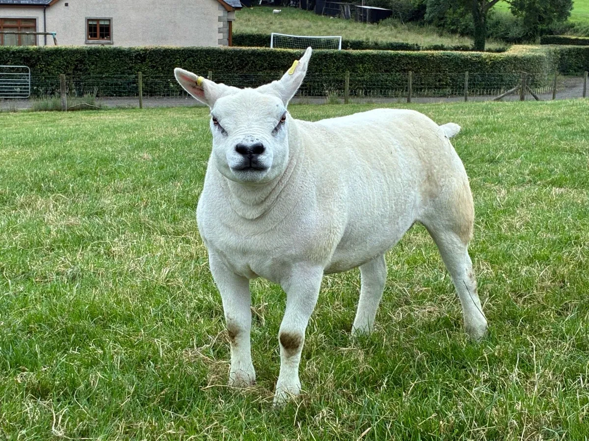Pure breed texel ewe lambs - Image 1