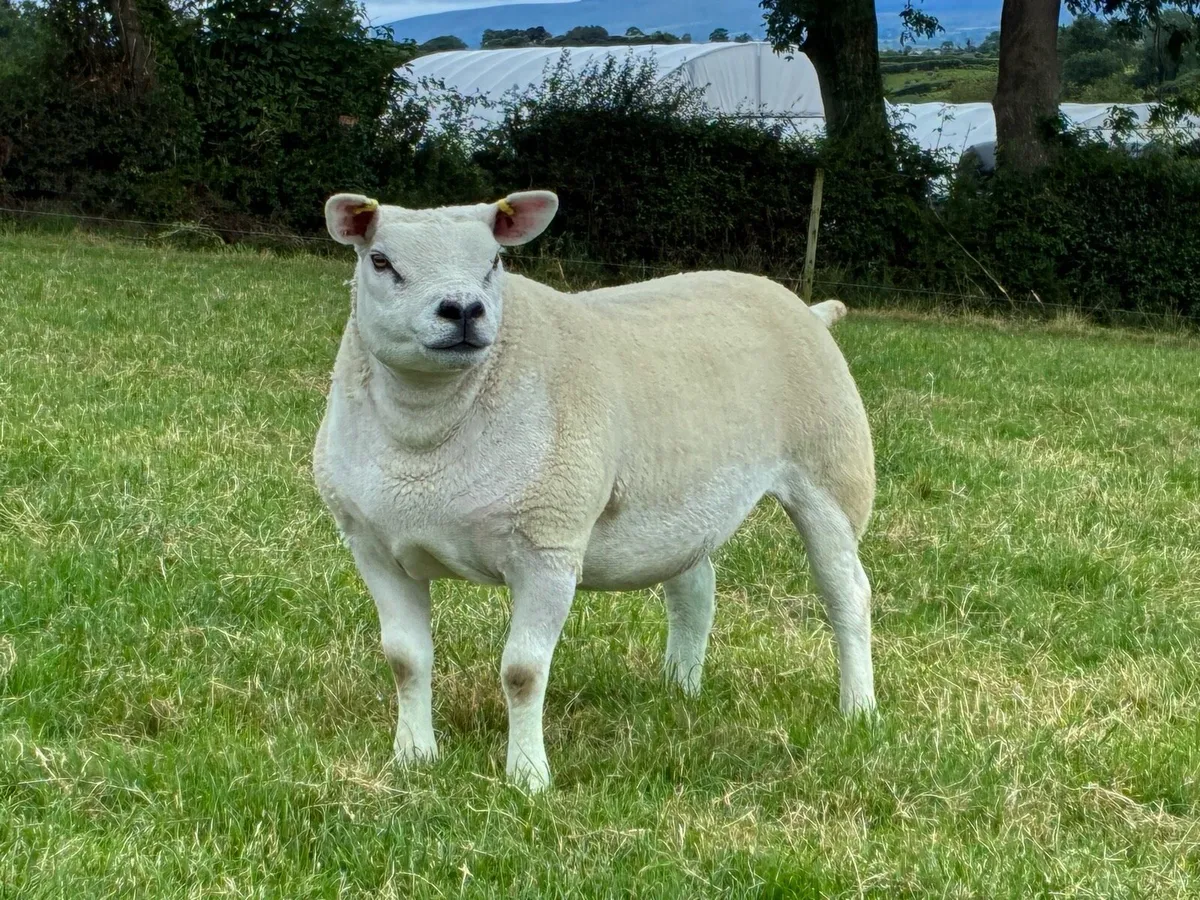 Pure breed texel ewe lambs - Image 2