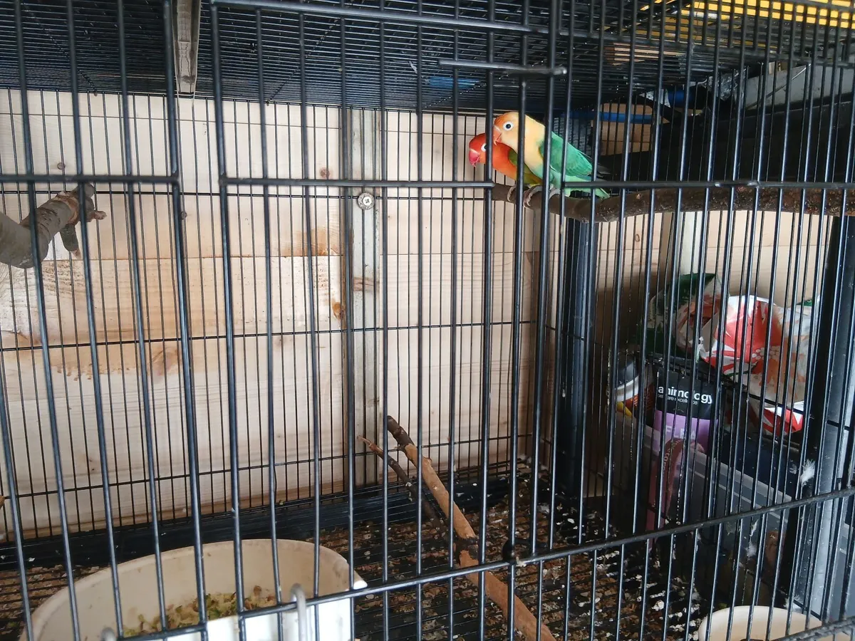 Lovebirds - Image 3
