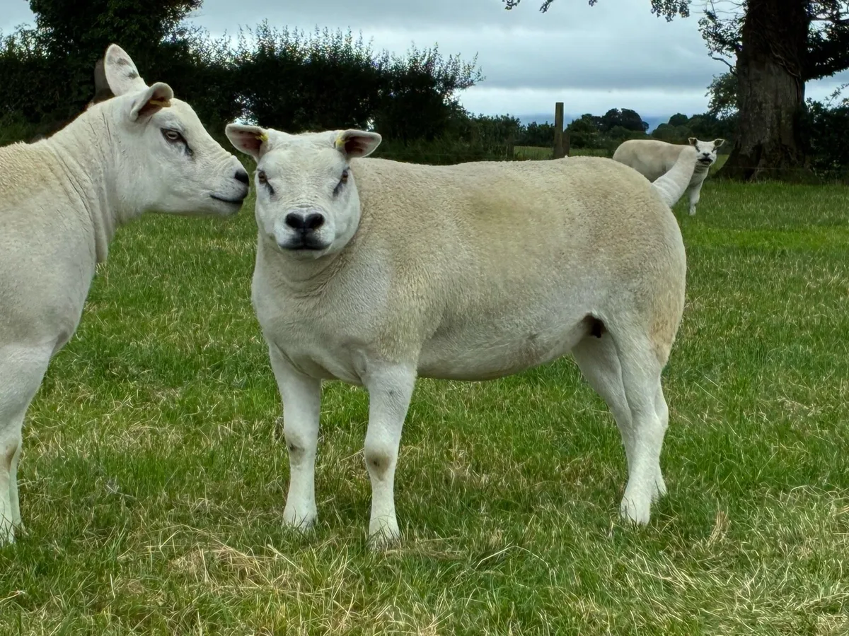 Pure breed texel ewe lambs - Image 3