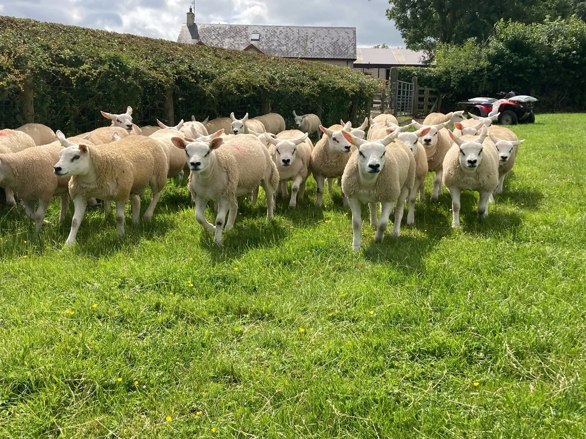 Pure breed texel ewe lambs - Image 4