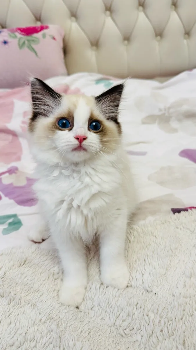 Pure breed Ragdoll kitten, last two available - Image 1