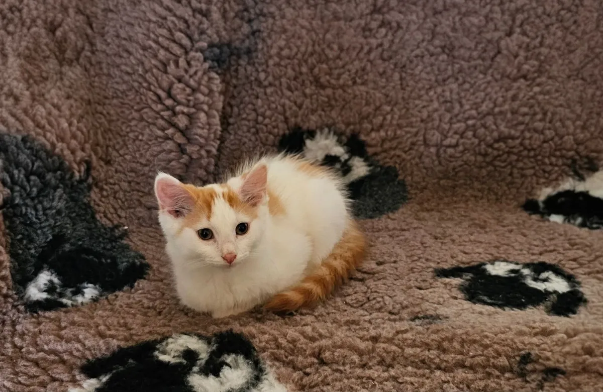 Ginger Kittens - Image 4