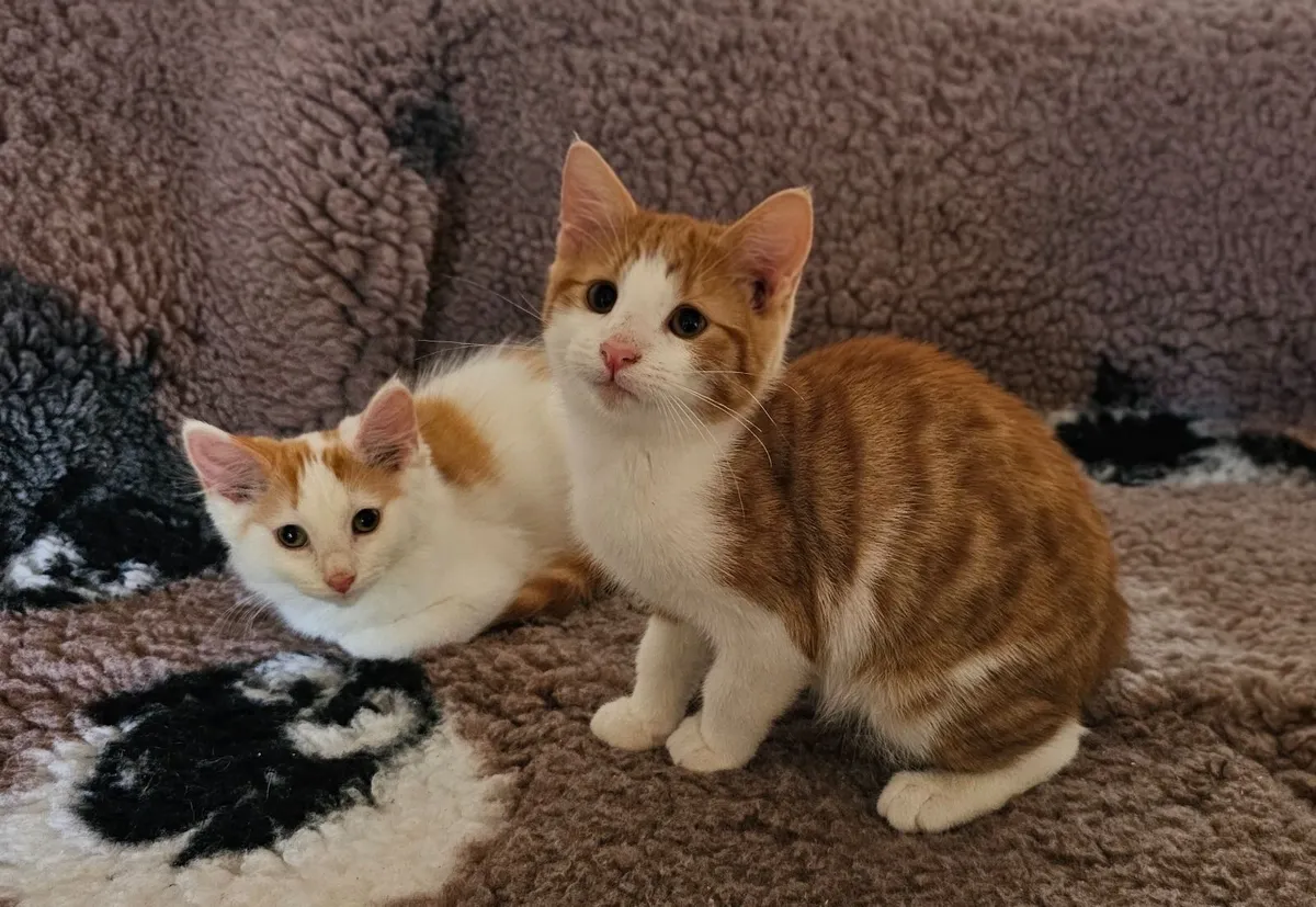 Ginger Kittens - Image 1