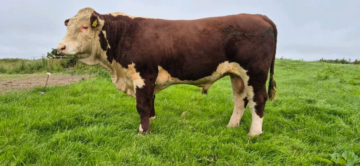 Hereford Bull - Image 1