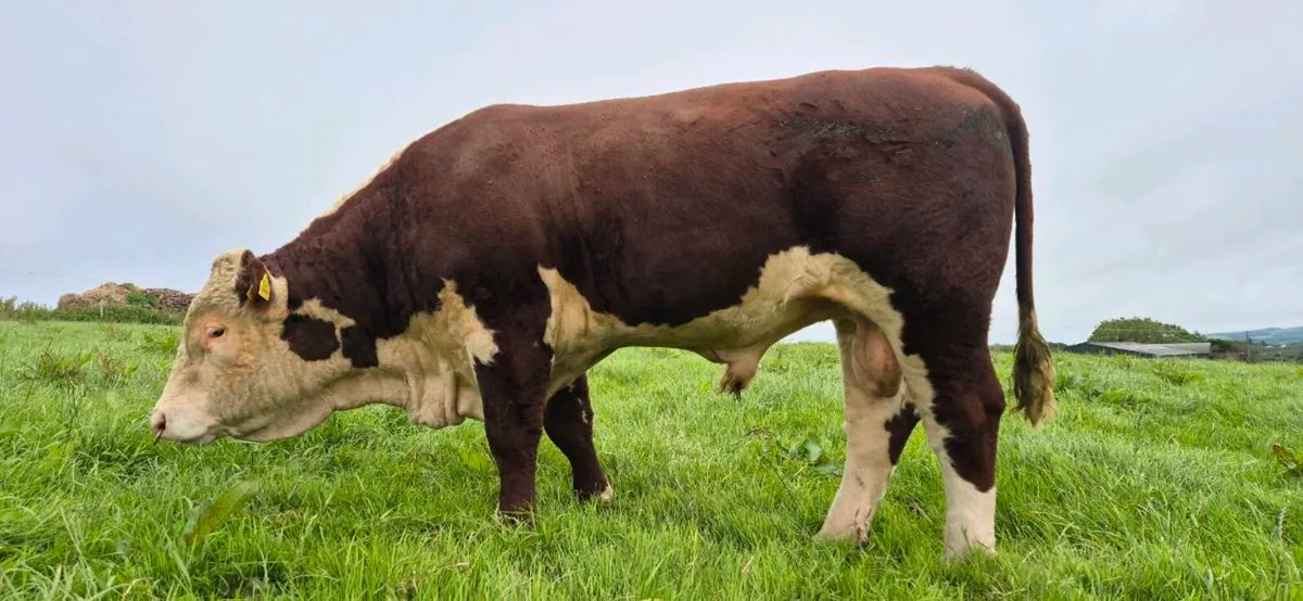 Hereford Bull - Image 2