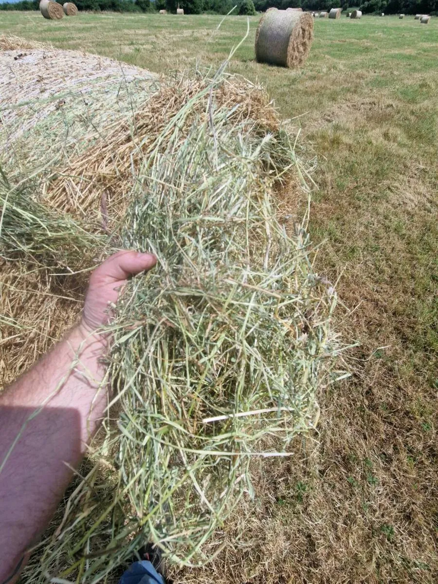 Green Sheep Hay - Image 1