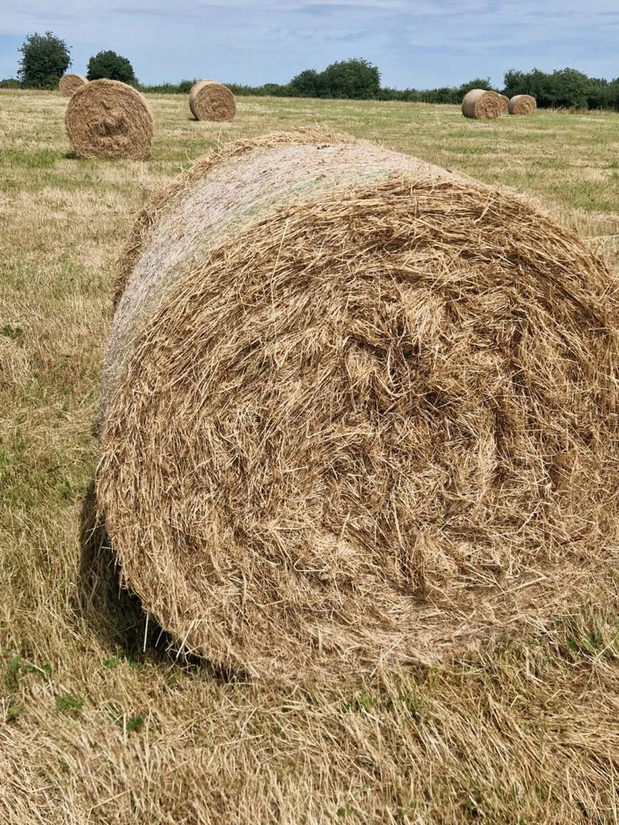 Green Sheep Hay - Image 4