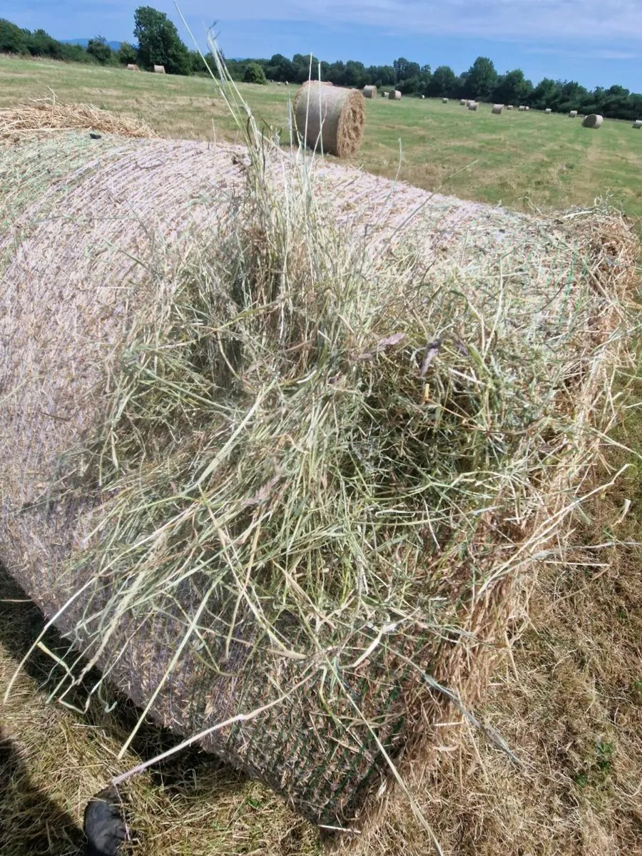 Green Sheep Hay - Image 2