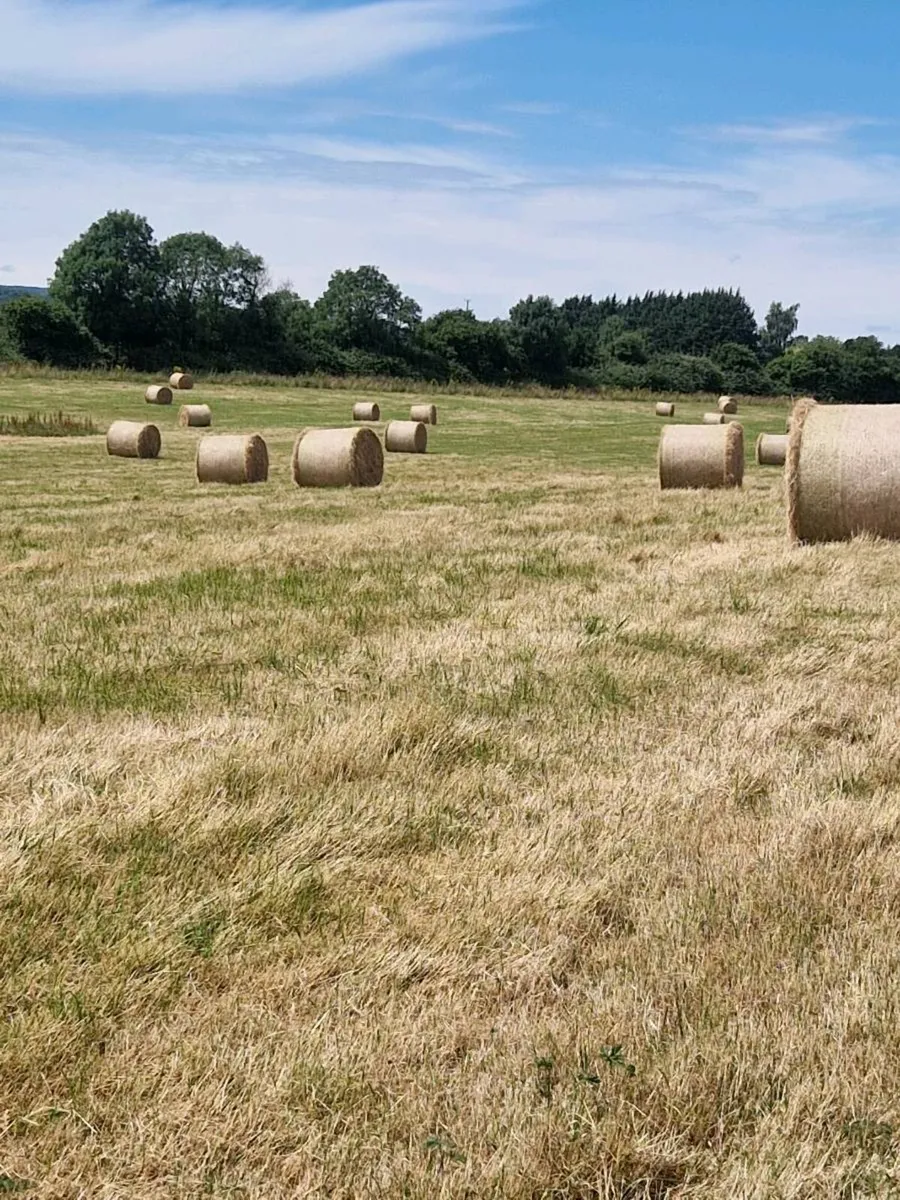 Green Sheep Hay - Image 3