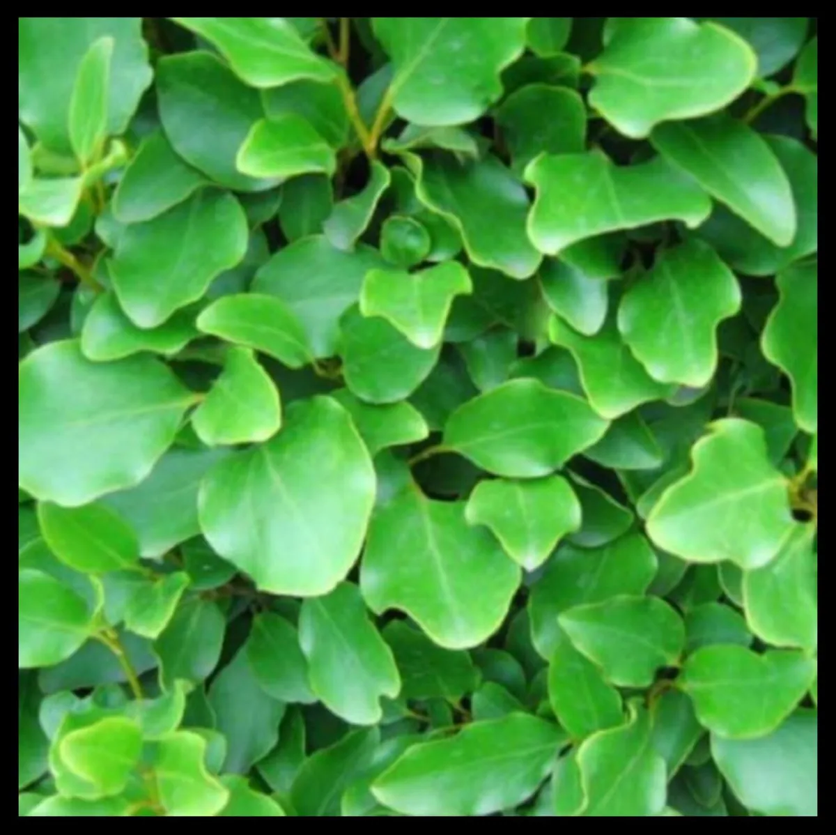 Griselinia Hedging plant cuttings