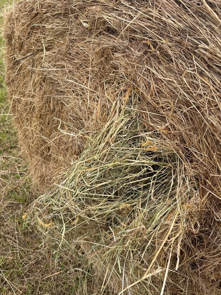 Hay - Image 3