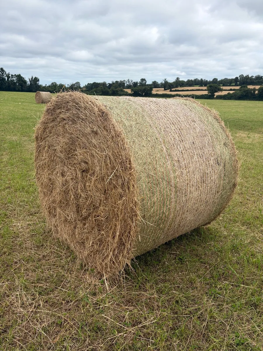 Hay - Image 2