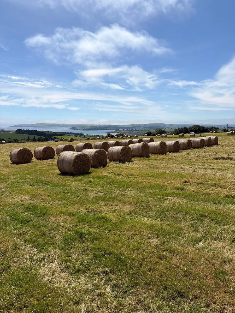 hay/straw - Image 1