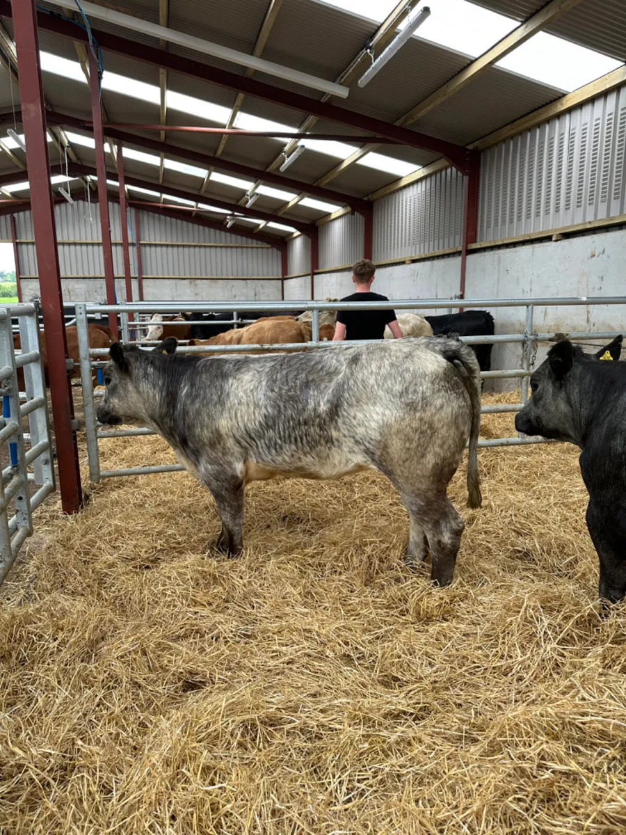 Blue roaned heifers - Image 1