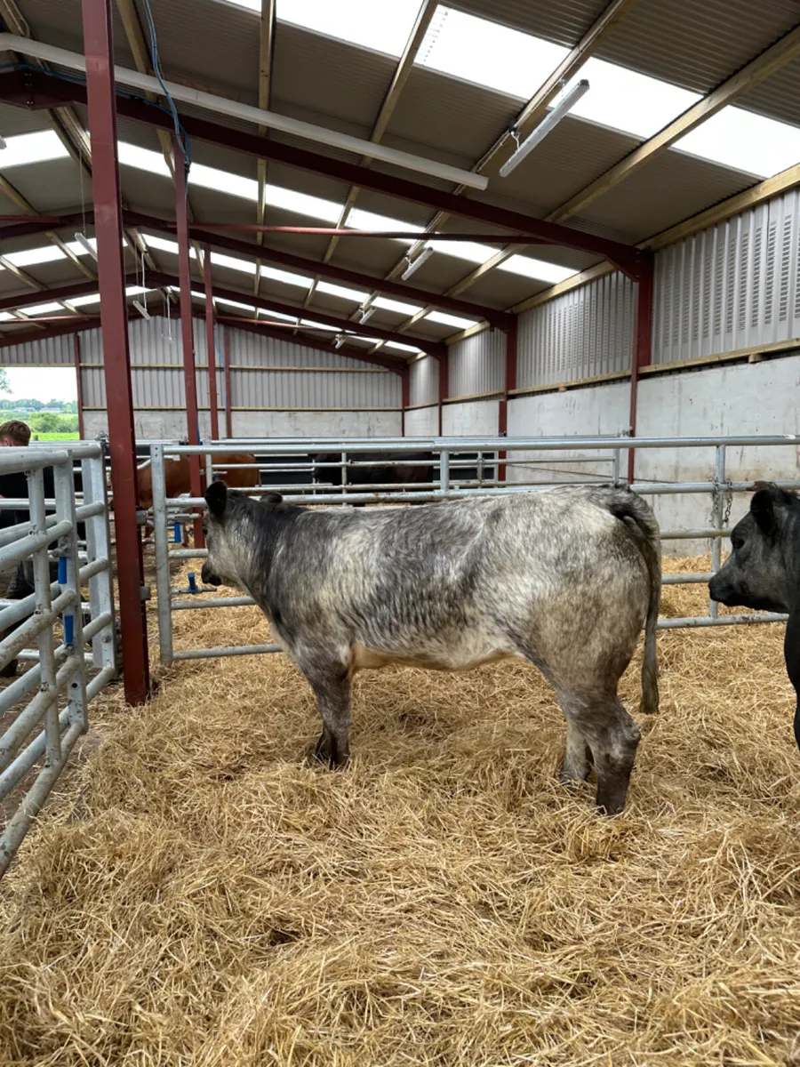 Blue roaned heifers - Image 3