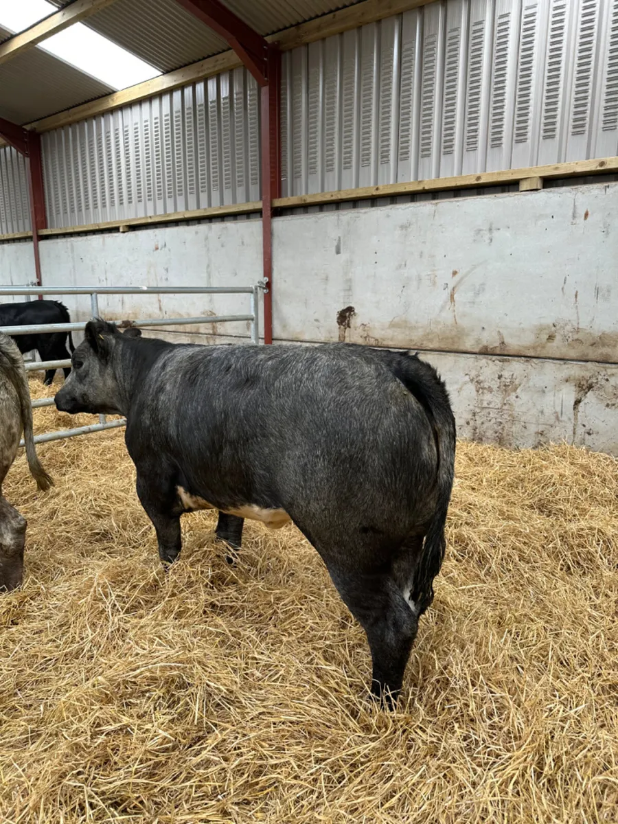 Blue roaned heifers - Image 2