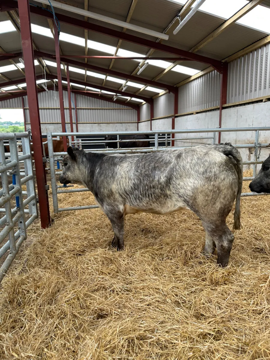 Blue roaned heifers - Image 4