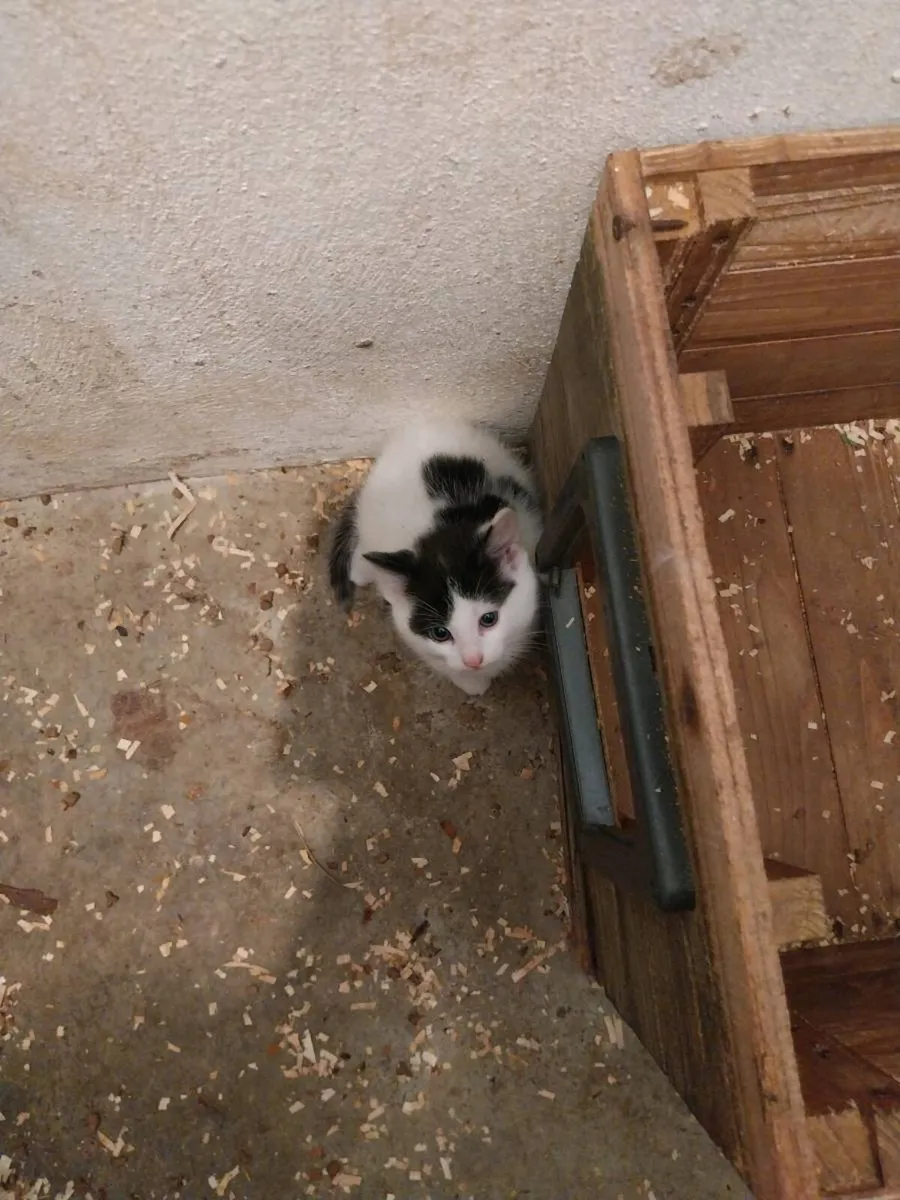 Kitten - Image 1