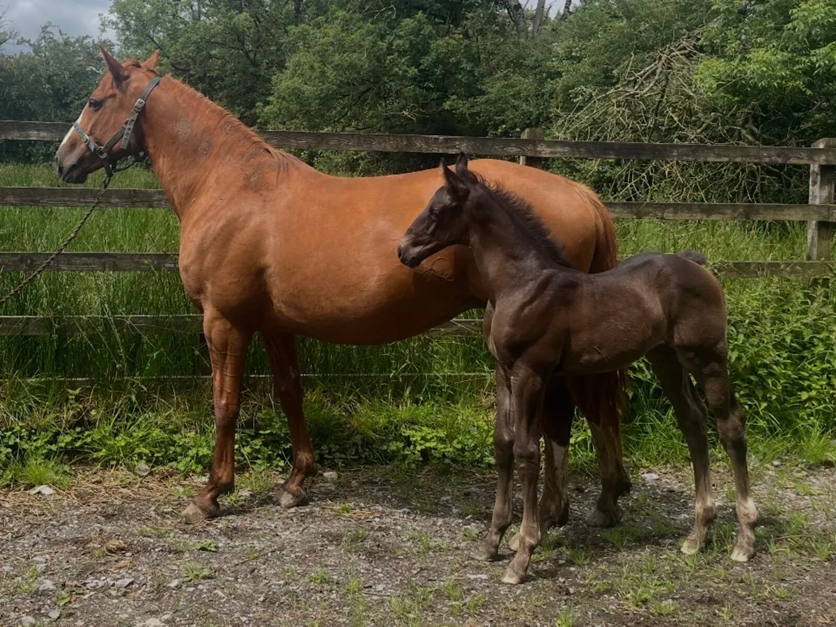 OBOS Broodmare - Image 2