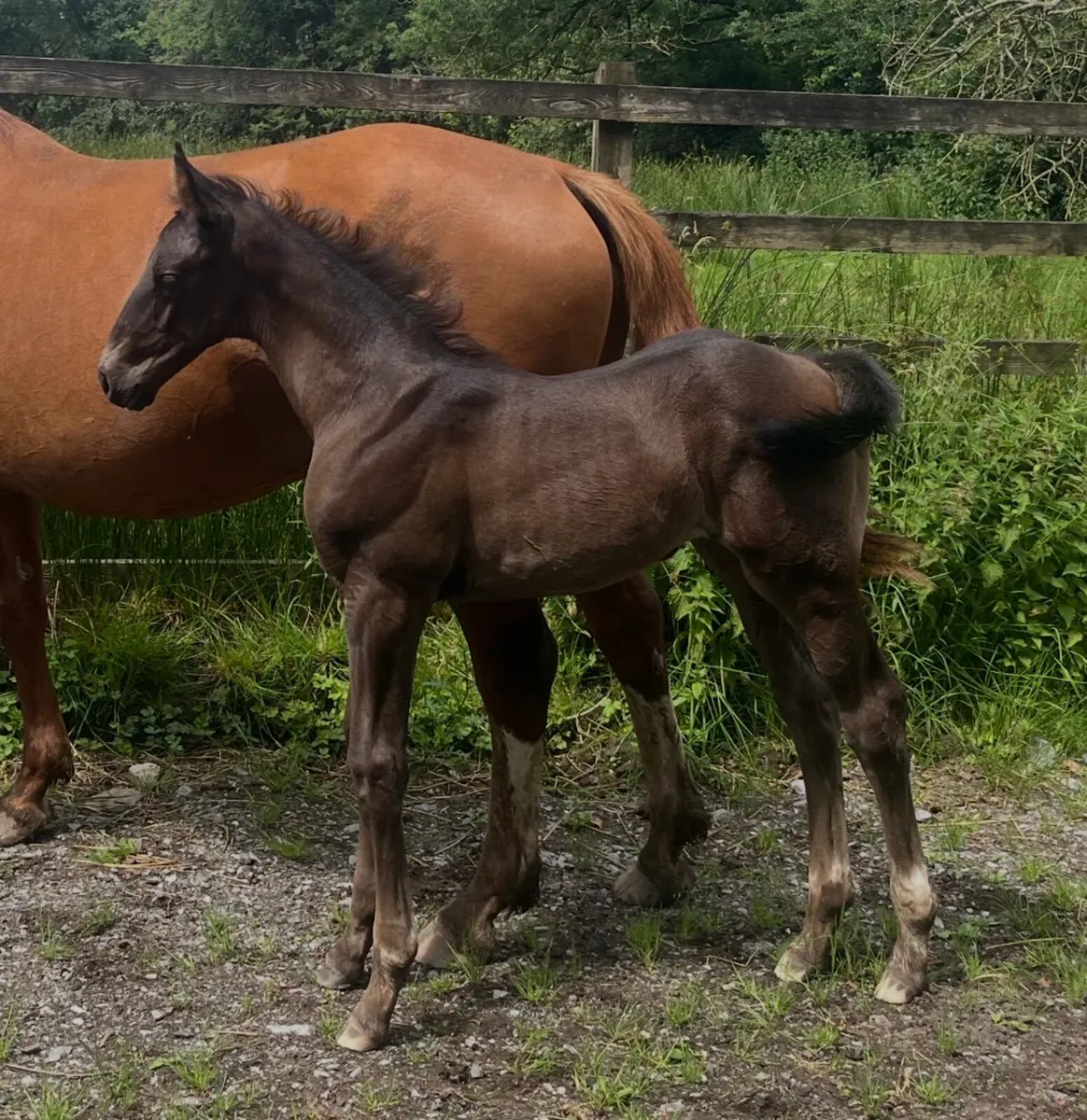 OBOS Broodmare - Image 3