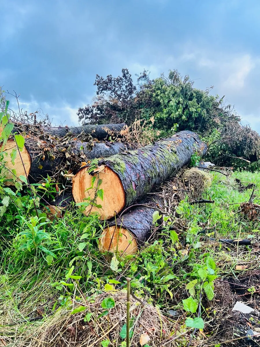 Large freshly felled softwood logs/timber - Image 1