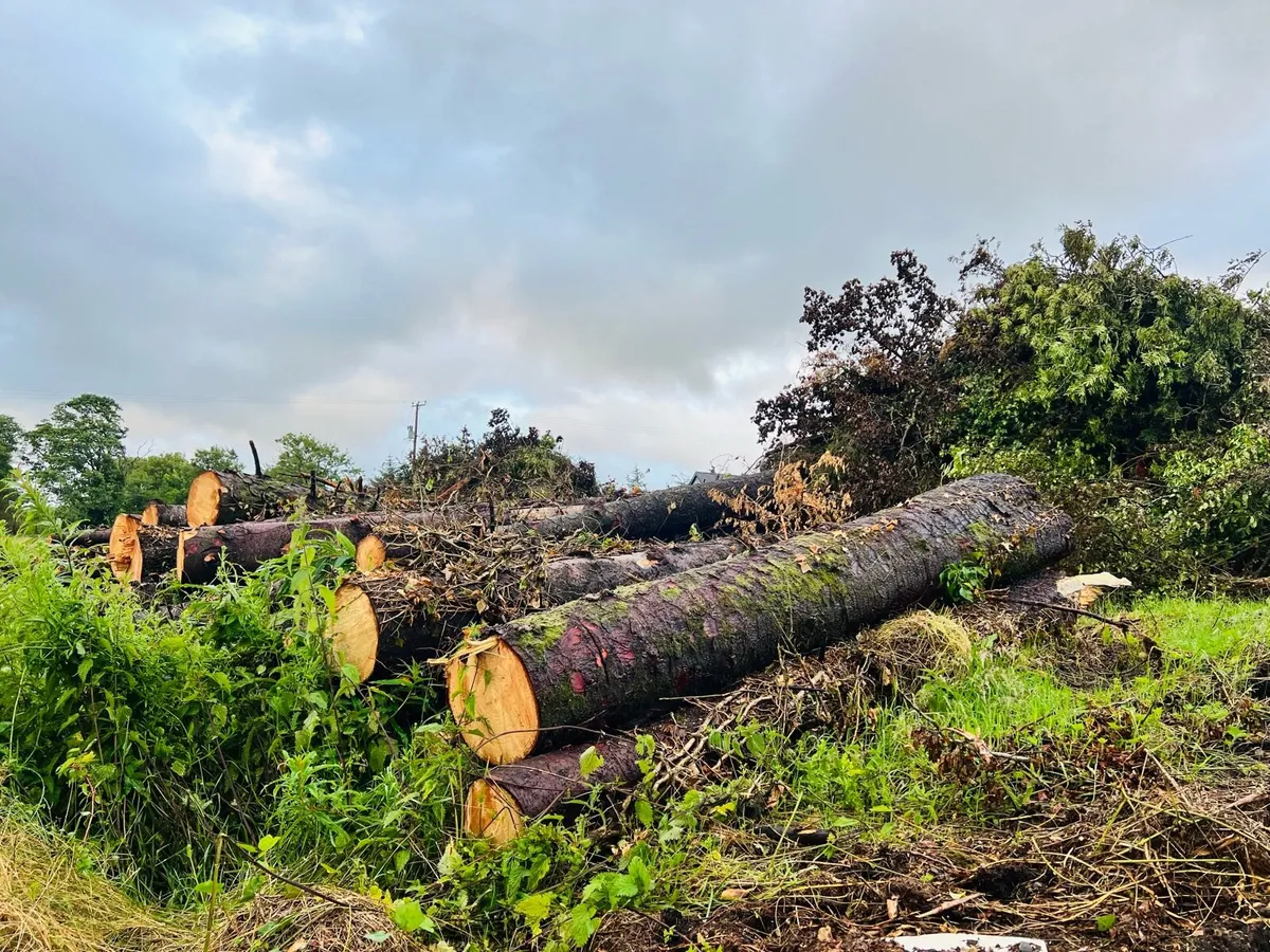 Large freshly felled softwood logs/timber - Image 3