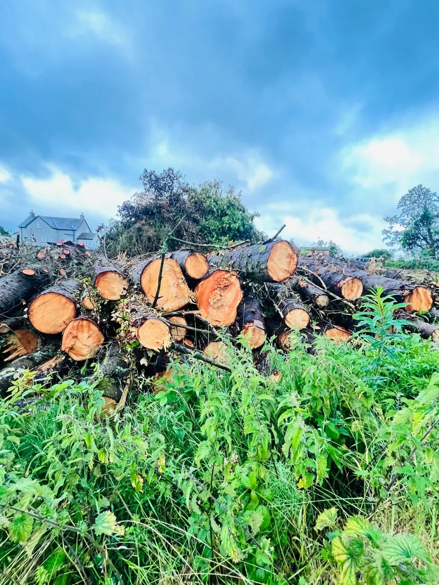 Large freshly felled softwood logs/timber - Image 4