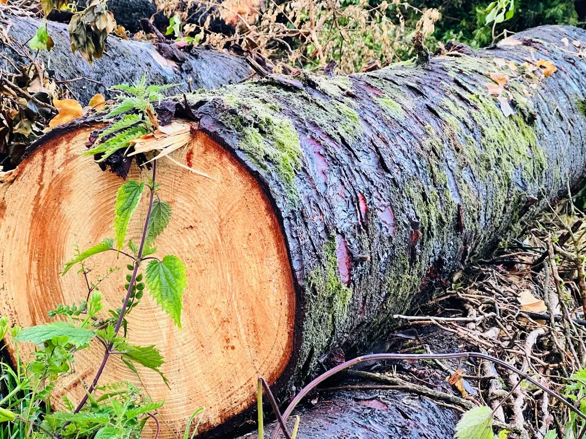 Large freshly felled softwood logs/timber - Image 2