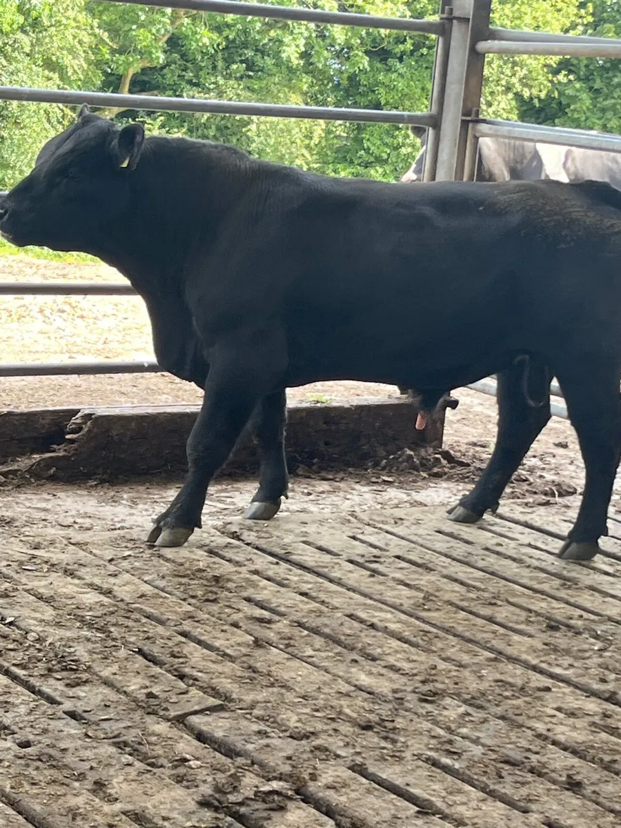 Angus bull