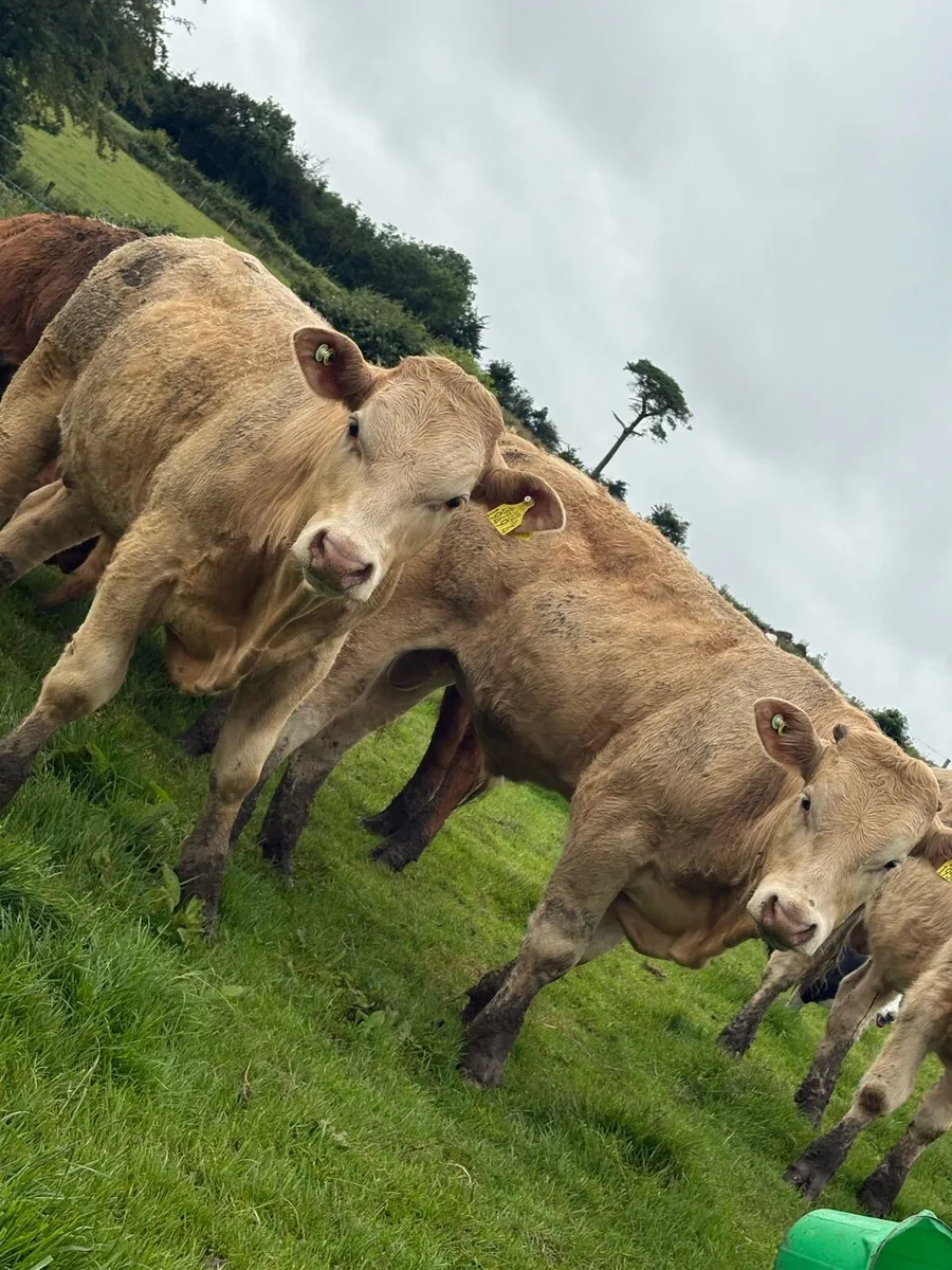 12 smashing Charolais and limousin bullocks - Image 1