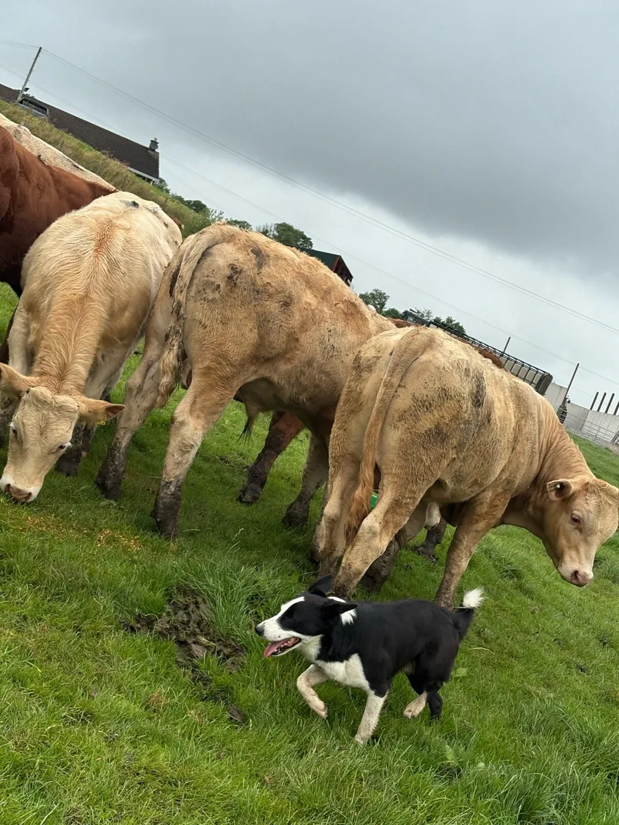 12 smashing Charolais and limousin bullocks - Image 2