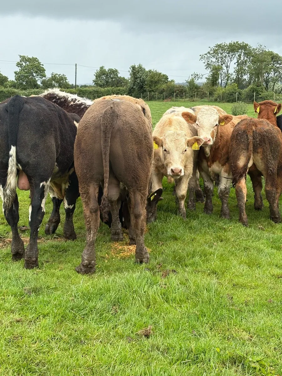 12 smashing Charolais and limousin bullocks - Image 4