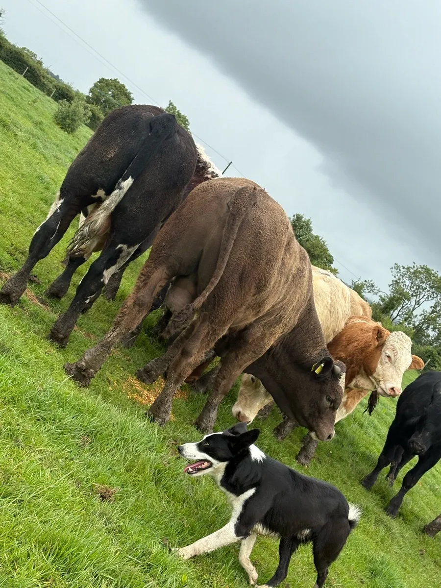 12 smashing Charolais and limousin bullocks - Image 3