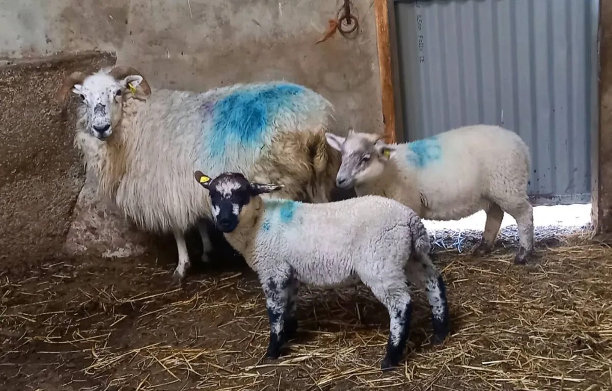 CROSS  BRED   EWE   AND  LAMBS