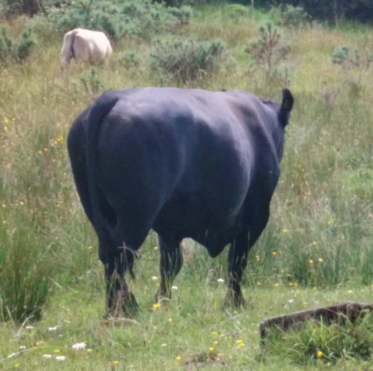 Pedigree Aberdeen Angus Bull – Ennis Mart 09/07 - Image 3