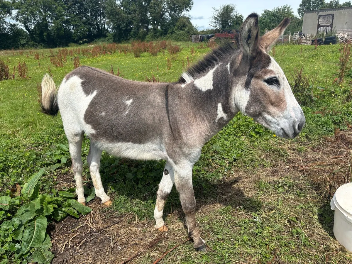 Donkey - Image 1